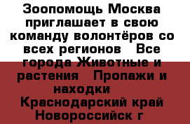 Зоопомощь.Москва приглашает в свою команду волонтёров со всех регионов - Все города Животные и растения » Пропажи и находки   . Краснодарский край,Новороссийск г.